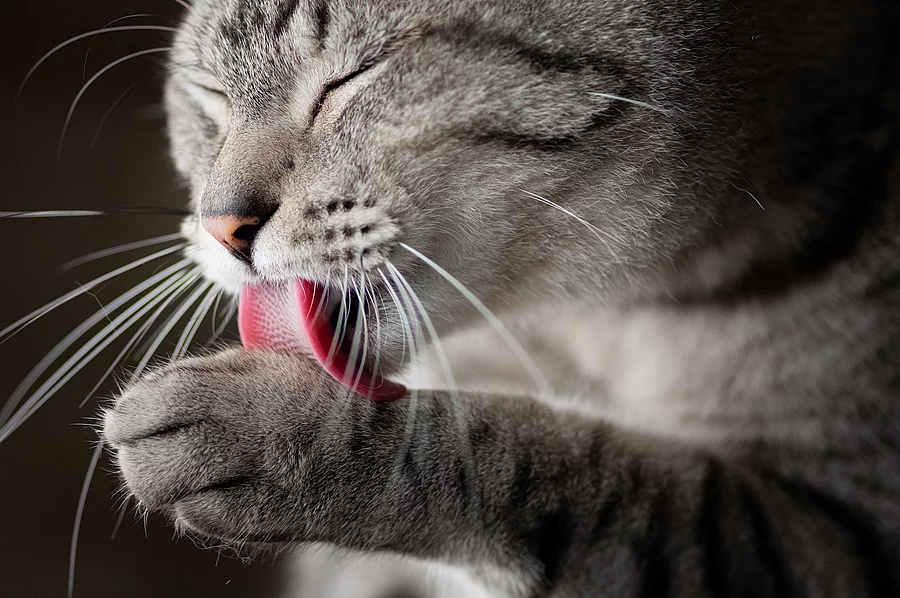 Katze