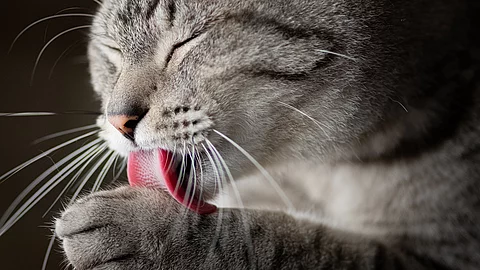 Katze