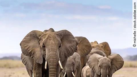 Eine Elefantenherde läuft über die Steppe und auf die Kamera zu.