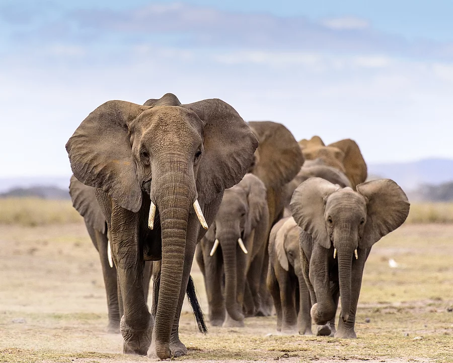 Elephant herd walking directly toward camera Eine Elefantenherde läuft über die Steppe und auf die Kamera zu.