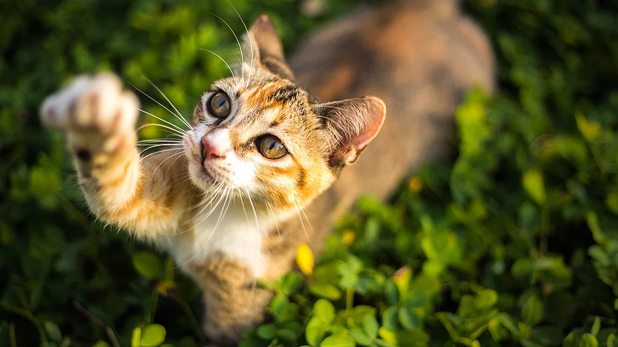 Eine dreifarbig-getigerte Katze steht im Gras und versucht mit ihrer rechter Vorderpfote etwas zu fangen.