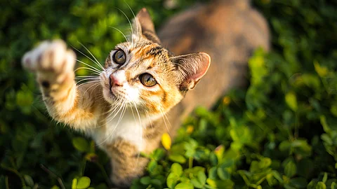 Eine dreifarbig-getigerte Katze steht im Gras und versucht mit ihrer rechter Vorderpfote etwas zu fangen.