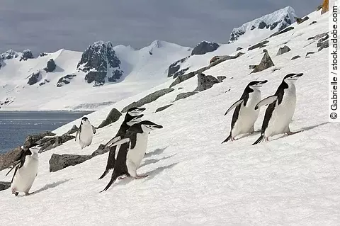 Zügelpinguine in der Antarktis