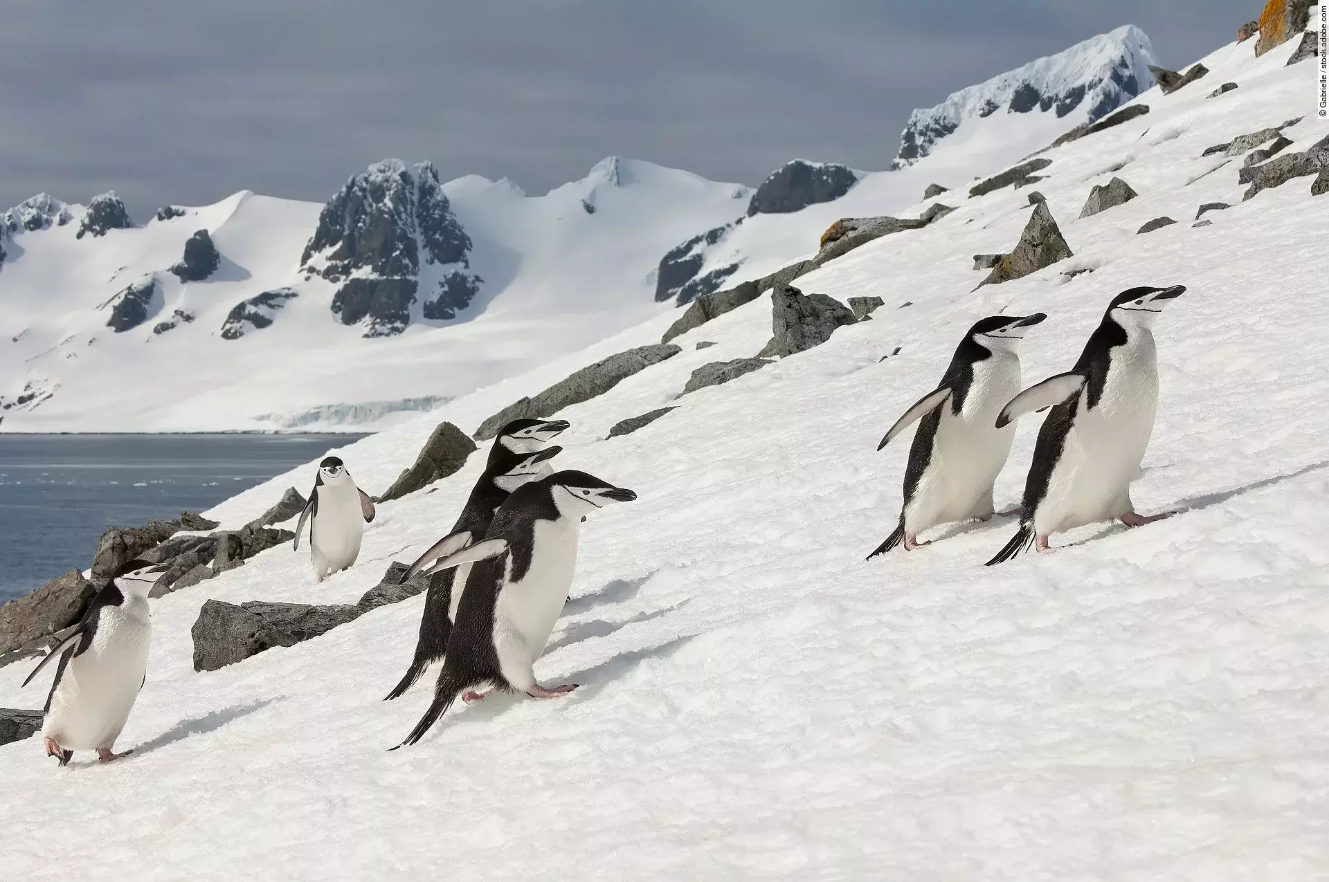 Zügelpinguine in der Antarktis