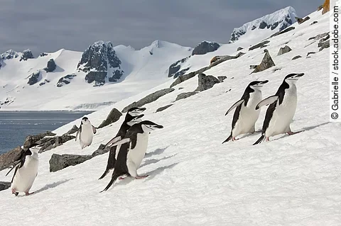 Zügelpinguine in der Antarktis
