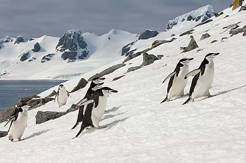 Zügelpinguine in der Antarktis