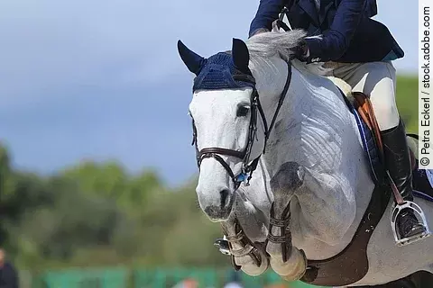 Ein Schimmel springt über ein Hindernis. Das Pferd trägt braunes Sattelzeug und eine blaue Fliegenohren. Der Reiter ist in Turnierkleidung. An den Beinen des Pferdes sind Gamaschen angelegt. 