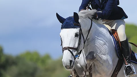 Ein Schimmel springt über ein Hindernis. Das Pferd trägt braunes Sattelzeug und eine blaue Fliegenohren. Der Reiter ist in Turnierkleidung. An den Beinen des Pferdes sind Gamaschen angelegt. 