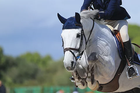 Ein Schimmel springt über ein Hindernis. Das Pferd trägt braunes Sattelzeug und eine blaue Fliegenohren. Der Reiter ist in Turnierkleidung. An den Beinen des Pferdes sind Gamaschen angelegt. 