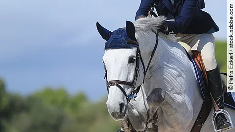 Ein Schimmel springt über ein Hindernis. Das Pferd trägt braunes Sattelzeug und eine blaue Fliegenohren. Der Reiter ist in Turnierkleidung. An den Beinen des Pferdes sind Gamaschen angelegt. 