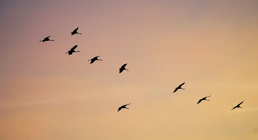 Zugvögel Zugvögel
