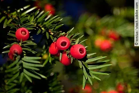 Nahaufnahme von einer Eibe. Im Bildausschnitt ist die Spitze von einem Ast einer Eibe. An dem Ast sind viele grüne Nadeln. Außerdem hängen die roten Früchte der Eibe an dem Ast.