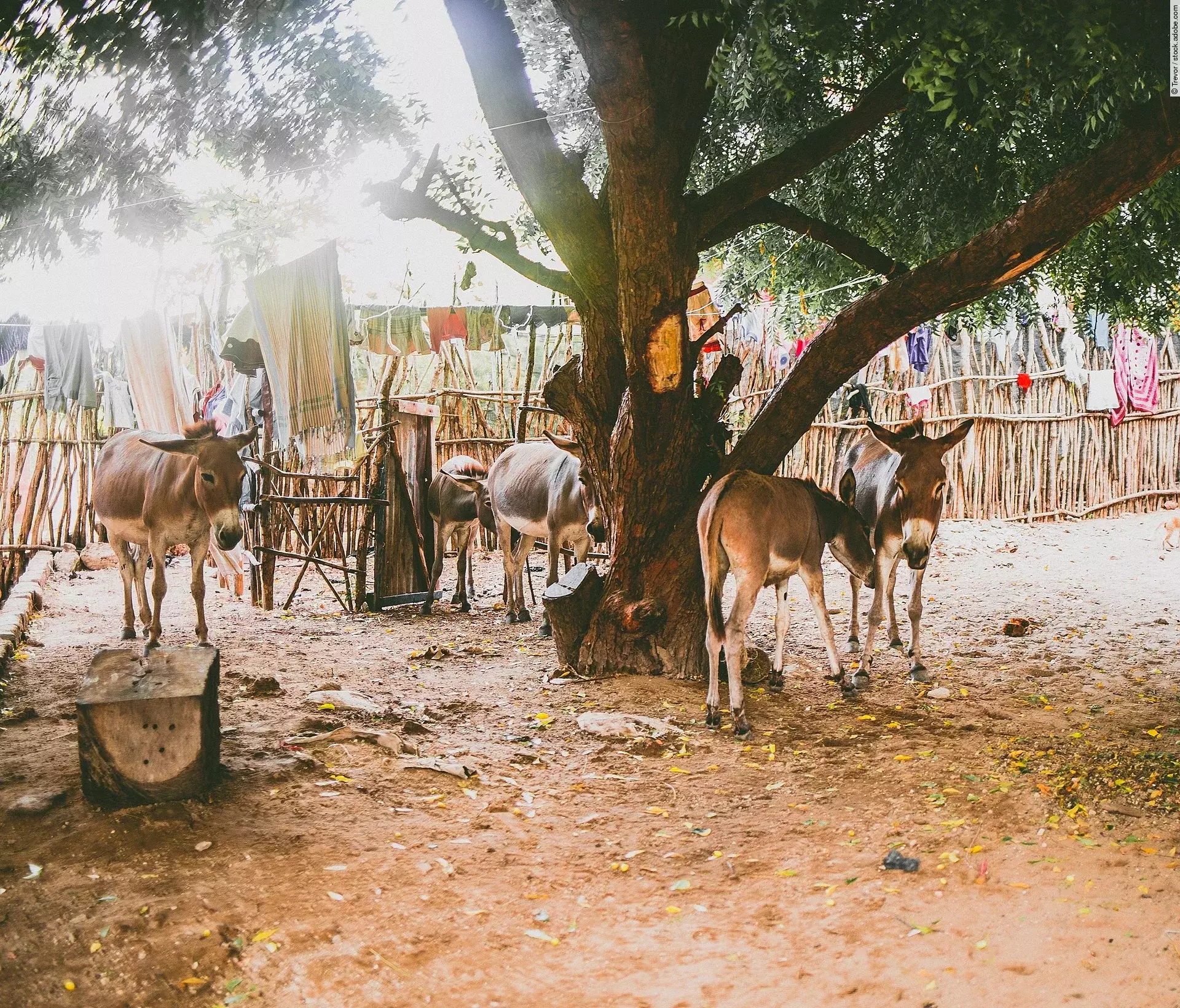Fünf Esel stehen draußen vor einem Zaum, unter einem Baum. Die Esel dösen und haben typisches gräuliches Fell. Über den Zaun sind Kleider und Stoffe gehangen. Der Boden ist sandig. 