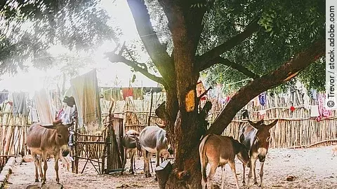 Fünf Esel stehen draußen vor einem Zaum, unter einem Baum. Die Esel dösen und haben typisches gräuliches Fell. Über den Zaun sind Kleider und Stoffe gehangen. Der Boden ist sandig. 