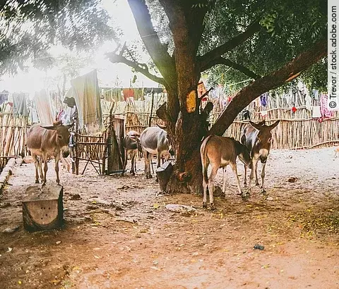 Fünf Esel stehen draußen vor einem Zaum, unter einem Baum. Die Esel dösen und haben typisches gräuliches Fell. Über den Zaun sind Kleider und Stoffe gehangen. Der Boden ist sandig. 