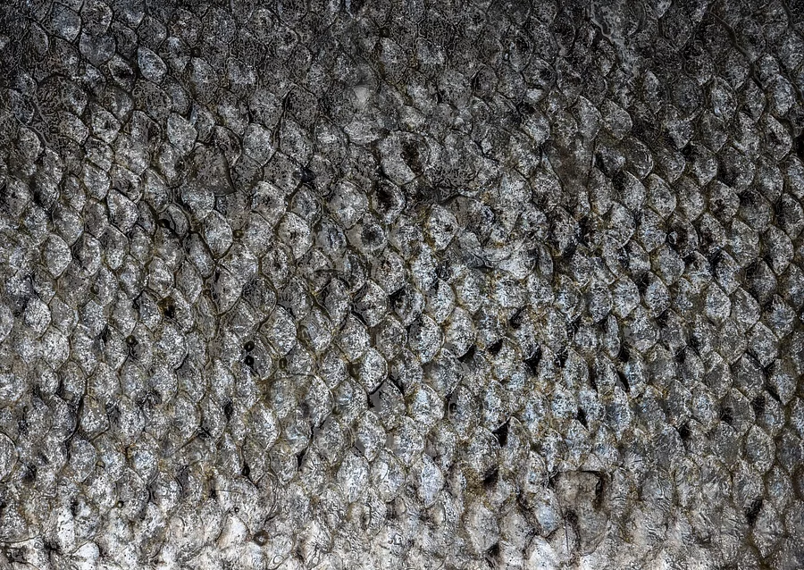 Fischhaut Fischhaut