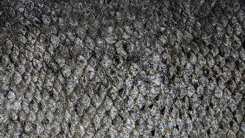 Fischhaut Fischhaut