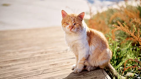 Katze