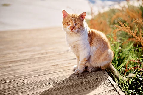 Katze