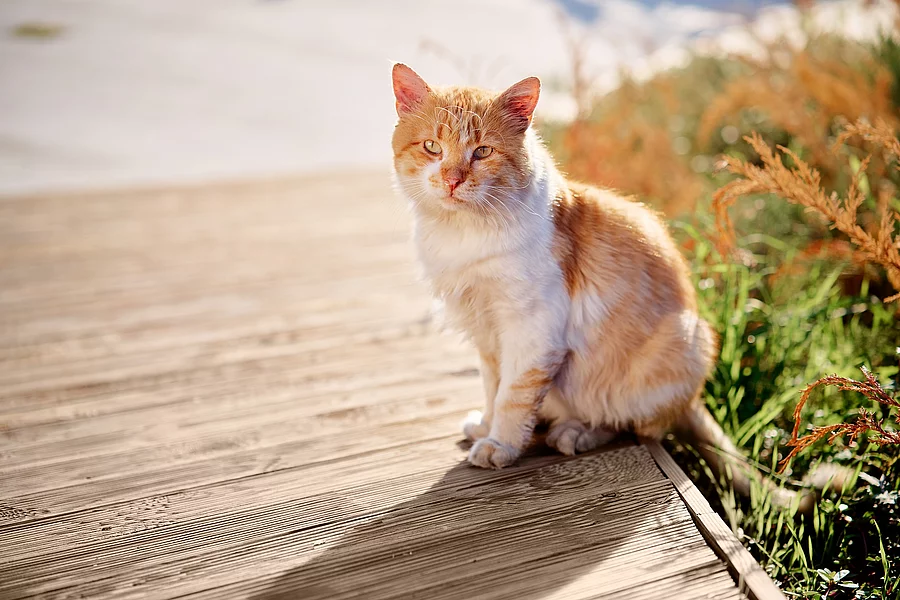 Katze Katze