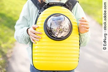 Funny yellow backpack with a transparent window porthole for walking and carrying cats. Concept of a hiking with pet in park or going to the vet