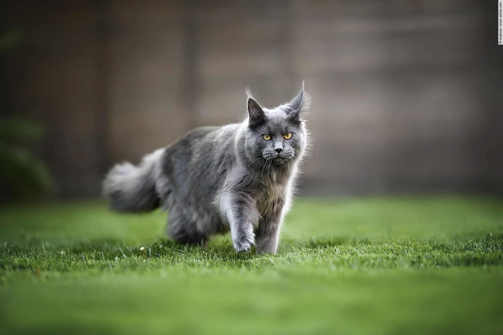 young maine coon cat walking on grass in summer