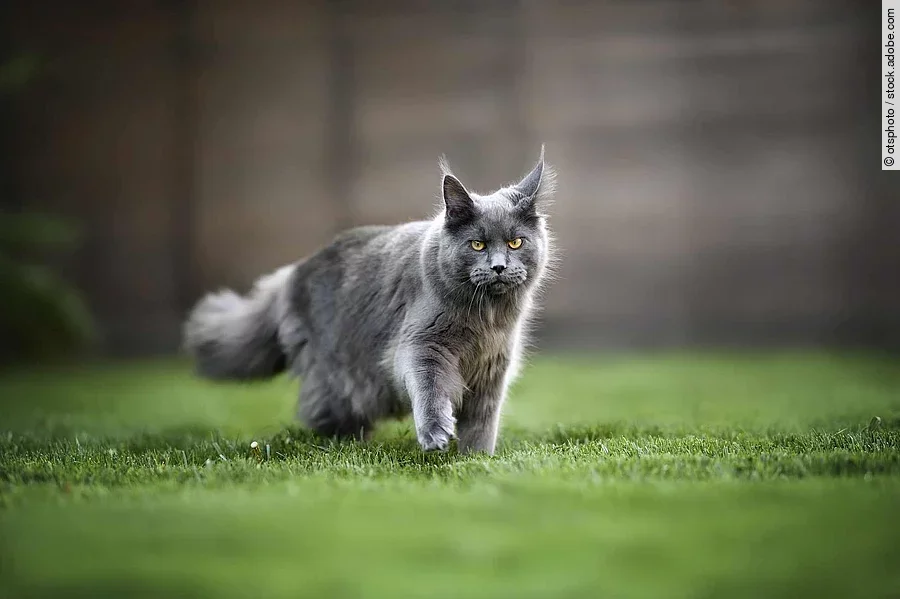 young maine coon cat walking on grass in summer