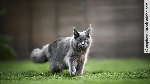 young maine coon cat walking on grass in summer