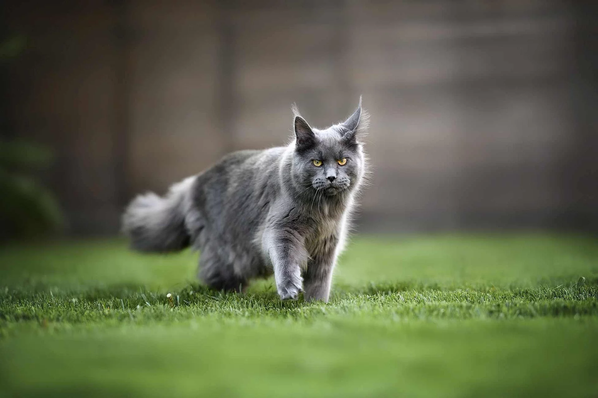 young maine coon cat walking on grass in summer