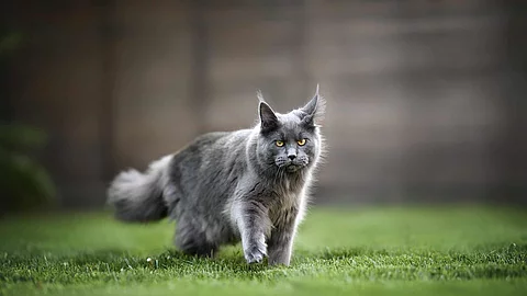 young maine coon cat walking on grass in summer