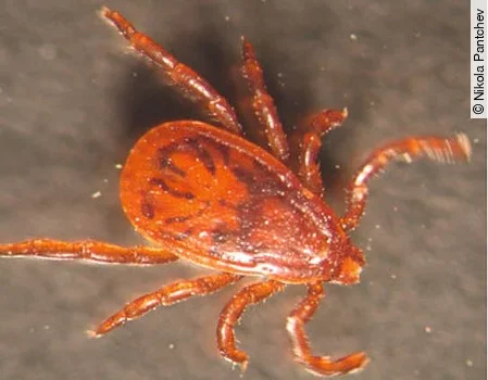 Männliche braune Hundezecke