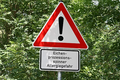 Ein Hinweisschild mit der Aufschrift: Allergie - Gefahr durch Eichenprozessionsspinner