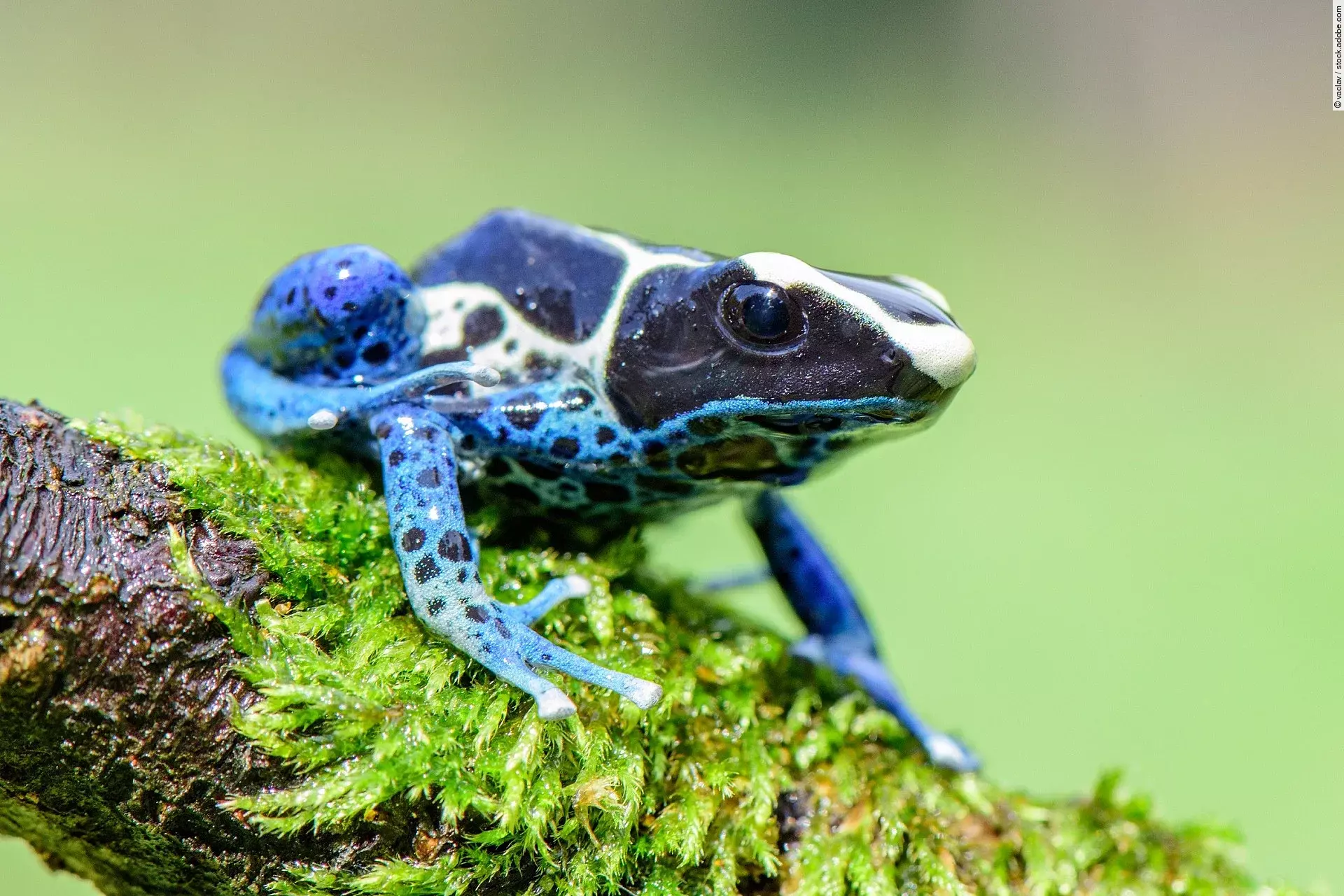 Blauer Giftfrosch