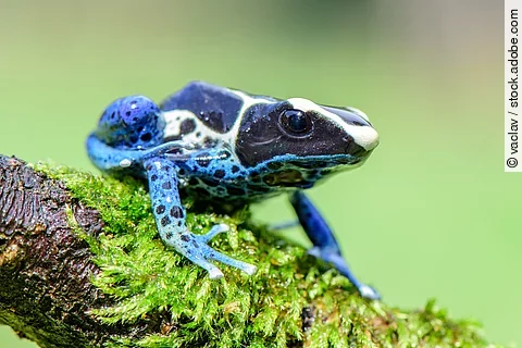 Blauer Giftfrosch
