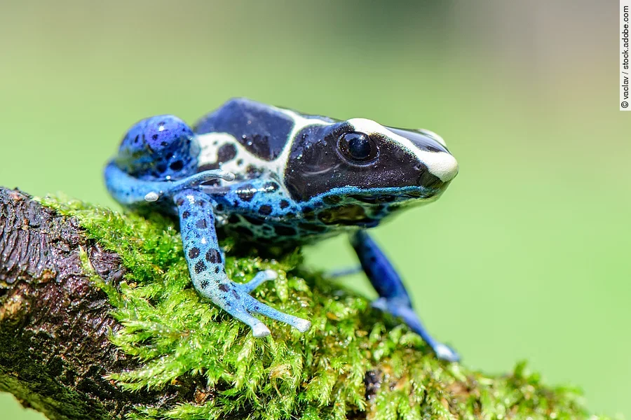 Blauer Giftfrosch Blauer Giftfrosch