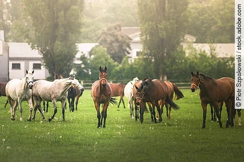 Eine große Herde Pferde läuft im Schritt über eine Koppel mit Gras. Die Koppel ist mit einem Holzzaun eingezäunt und im Hintergrund sind Bäume und Gebäude. Die Pferde sind Schimmel und Braune.