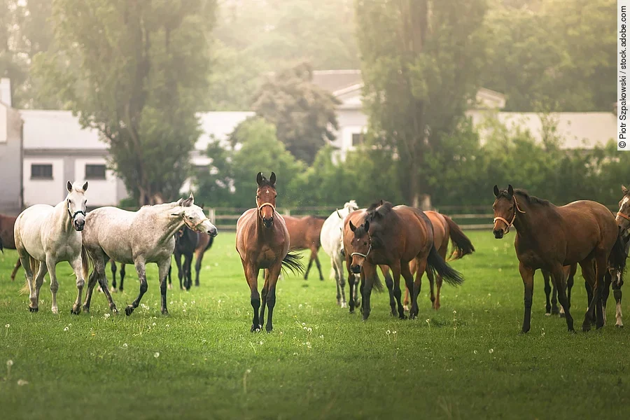 Eine große Herde Pferde läuft im Schritt über eine Koppel mit Gras. Die Koppel ist mit einem Holzzaun eingezäunt und im Hintergrund sind Bäume und Gebäude. Die Pferde sind Schimmel und Braune.