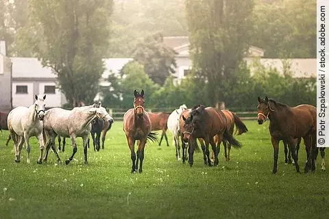 Eine große Herde Pferde läuft im Schritt über eine Koppel mit Gras. Die Koppel ist mit einem Holzzaun eingezäunt und im Hintergrund sind Bäume und Gebäude. Die Pferde sind Schimmel und Braune.