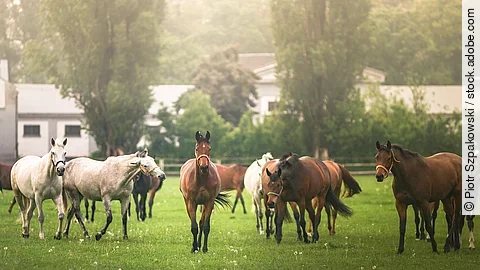 Eine große Herde Pferde läuft im Schritt über eine Koppel mit Gras. Die Koppel ist mit einem Holzzaun eingezäunt und im Hintergrund sind Bäume und Gebäude. Die Pferde sind Schimmel und Braune.