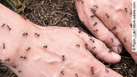 Ameisen auf dem Handrücken beider Hände eines Mannes.