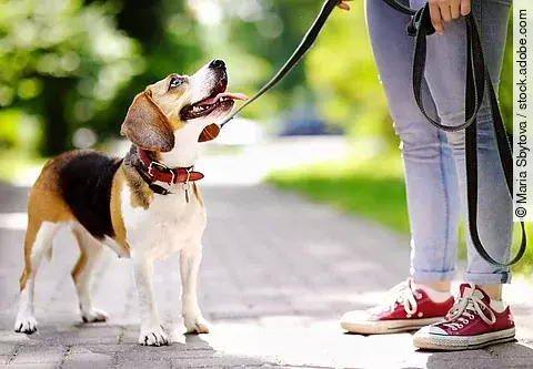 Ein Beagle ist auf einem Spaziergang mit siener BEsitzerin. Der Hund ist an der Leine angebunden und schaut zu seiner Besitzerin hinauf. Die Person trägt eine Jeans und rote Schuhe. 