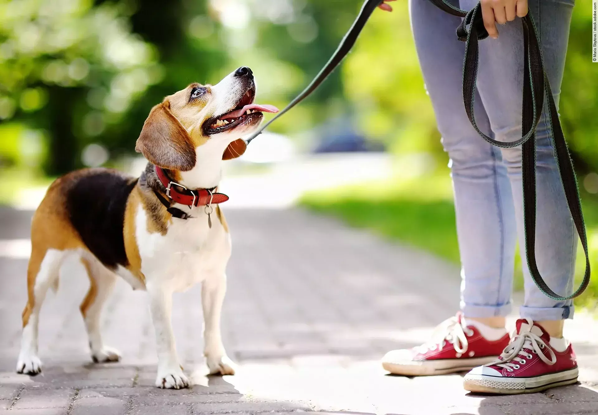 Ein Beagle ist auf einem Spaziergang mit siener BEsitzerin. Der Hund ist an der Leine angebunden und schaut zu seiner Besitzerin hinauf. Die Person trägt eine Jeans und rote Schuhe. 