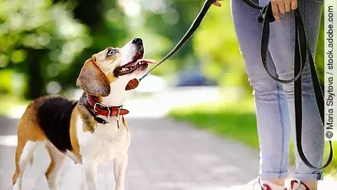 Ein Beagle ist auf einem Spaziergang mit siener BEsitzerin. Der Hund ist an der Leine angebunden und schaut zu seiner Besitzerin hinauf. Die Person trägt eine Jeans und rote Schuhe. 