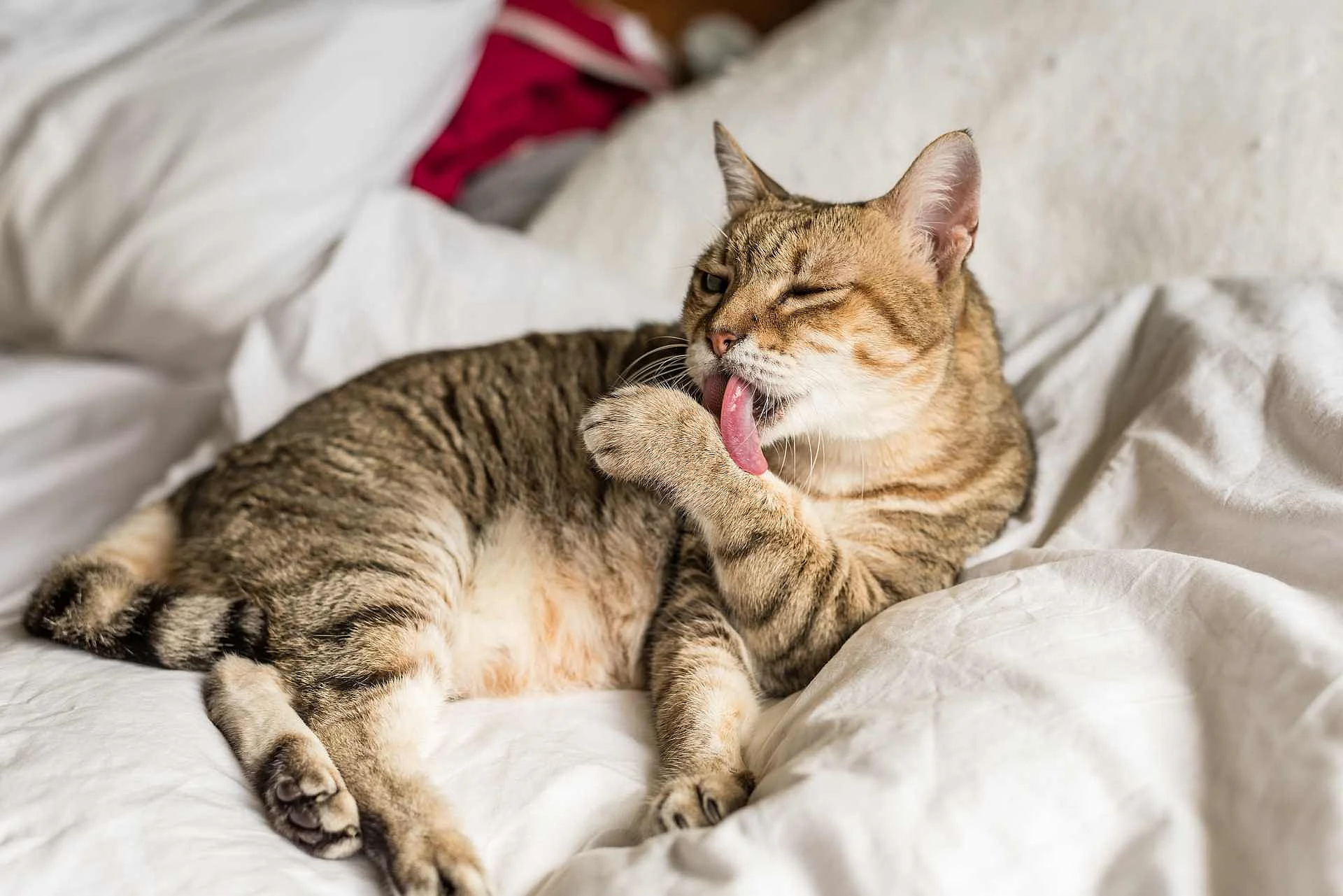 cat wash and stay on a bed