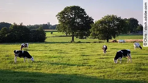 Kühe weiden an einem Sommerabend auf einer Wiese in der Nähe von Ootmarsum (Overijssel, Niederlande), einer kleinen Stadt nahe der deutschen Grenze im Osten der Niederlande. Die Kühe haben schwarz-weißes Fell und die Wiese ist grün. Im Hintergrund stehen einzelne Bäume.
