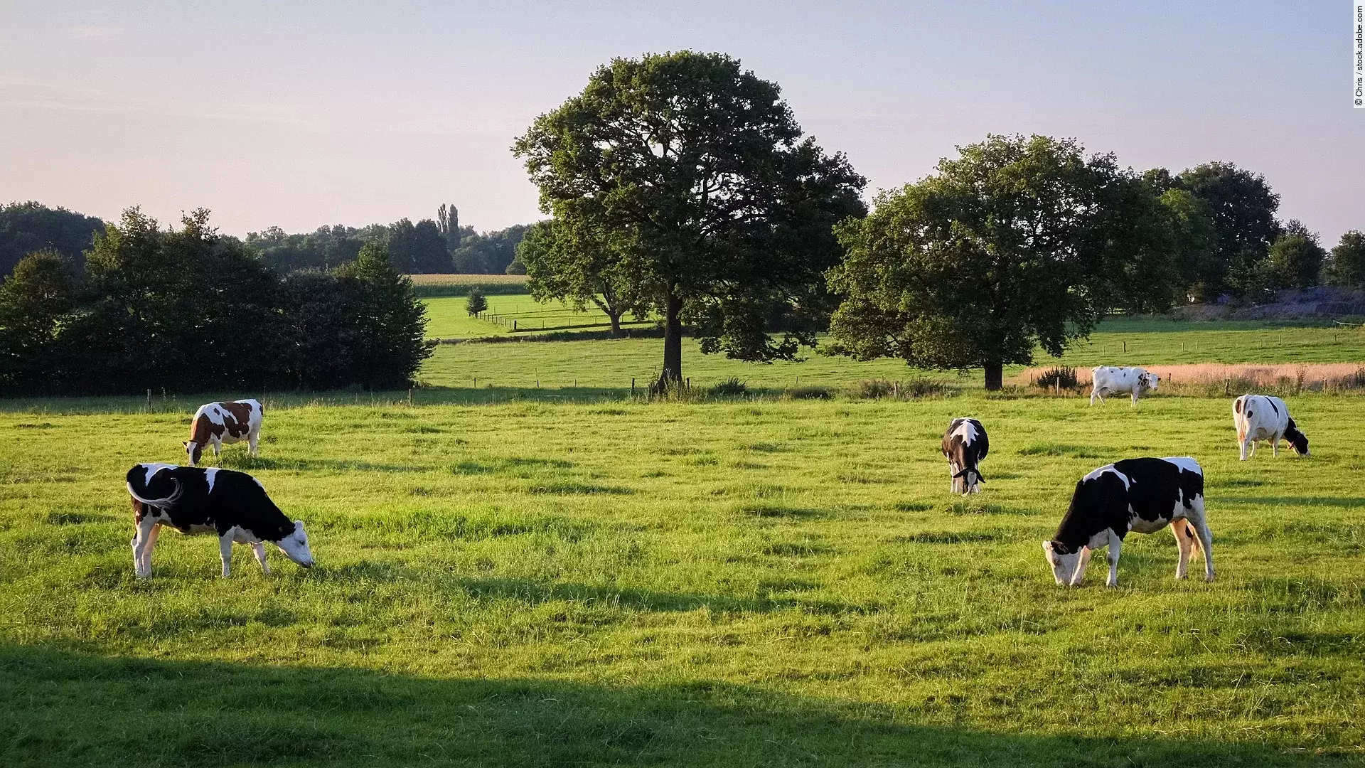 Kühe weiden an einem Sommerabend auf einer Wiese in der Nähe von Ootmarsum (Overijssel, Niederlande), einer kleinen Stadt nahe der deutschen Grenze im Osten der Niederlande. Die Kühe haben schwarz-weißes Fell und die Wiese ist grün. Im Hintergrund stehen einzelne Bäume.