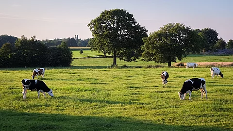 Kühe weiden an einem Sommerabend auf einer Wiese in der Nähe von Ootmarsum (Overijssel, Niederlande), einer kleinen Stadt nahe der deutschen Grenze im Osten der Niederlande. Die Kühe haben schwarz-weißes Fell und die Wiese ist grün. Im Hintergrund stehen einzelne Bäume.