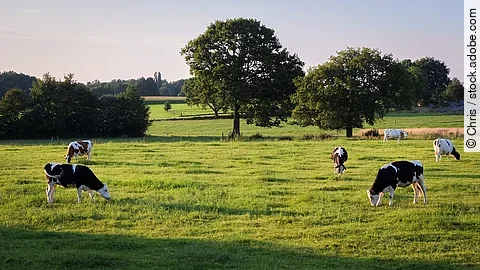 Kühe weiden an einem Sommerabend auf einer Wiese in der Nähe von Ootmarsum (Overijssel, Niederlande), einer kleinen Stadt nahe der deutschen Grenze im Osten der Niederlande. Die Kühe haben schwarz-weißes Fell und die Wiese ist grün. Im Hintergrund stehen einzelne Bäume.