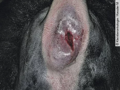 Äußerlich erkennbares Analbeutelkarzinom