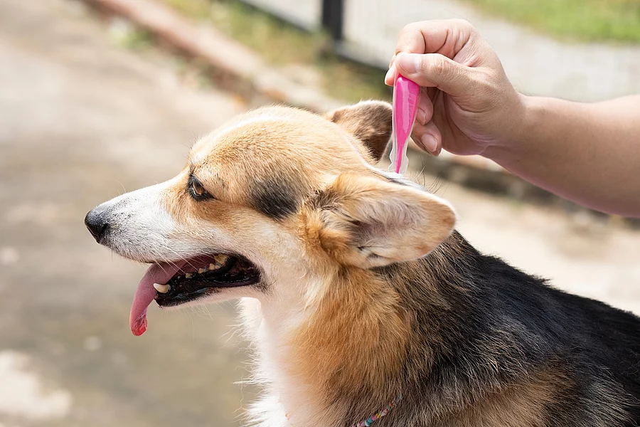Einem Hund wird ein Spot-on Präparat in den Nacken appliziert. Ein Hund sitzt draußen während eine Person ein Spot-on-Präparat in den Nacken appliziert. Der Hund sitzt seitlich und hechelt. Das Präparat ist in einer pinken Verpackung. Die Person ist nicht erkennbar, da nur der Unteram und die Hand auf dem Bildausschnitt abgebildet sind.